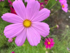 -花开海上生态园