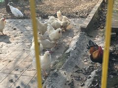 -丽泽山庄·生态怀柔菜·虹鳟鱼(红螺寺店)