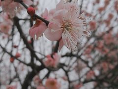 -香雪海