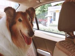 -爱侣宠医·鹦鹉专科·小型哺乳类·异宠专科(灵石路店)