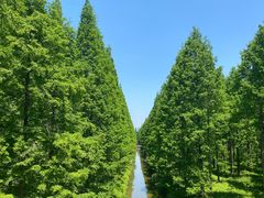-黄海国家森林公园