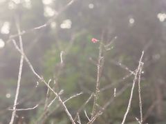 -东莞市大岭山森林公园