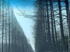 -黄海国家森林公园