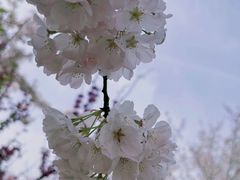 -顾村公园