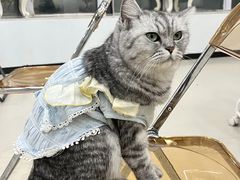 -共舞时光猫咖·狗咖(新街口店)
