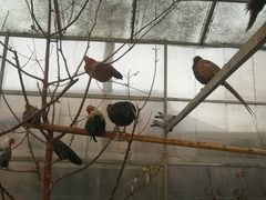 -食家鸽园