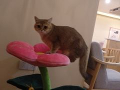 -滚猫咖啡·猫咖·猫友好撸猫(未来城店)