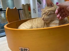 -藏猫猫咖啡主题馆(中央大道店)