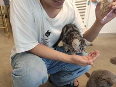 -泰国佛·塔罗·泰牌狐仙古曼