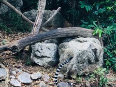 -清迈夜间动物园