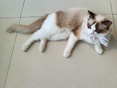 -怪兽屋·羊驼·猫咖·狗咖(俊华广场店)