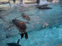 -帝企鹅自助餐厅•儿童岛•真企鹅(长隆企鹅酒店)