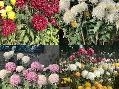 -红螺寺