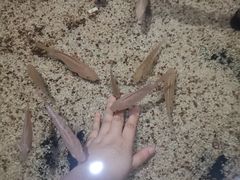 -沙沙哗啦海洋馆(华宇百花谷店)