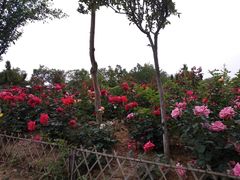 -武汉紫薇都市田园