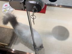 -momokira米努特·德文卷毛猫·棉花面纱犬
