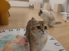 -有喵·猫咖·狗咖·30几只猫10只小狗(岗厦店)