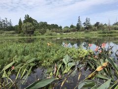 -桤木河湿地公园