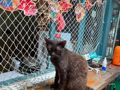 -喵屿·大理花园猫咖