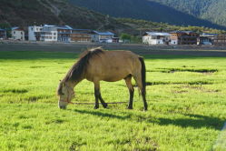 -纳帕海依拉草原