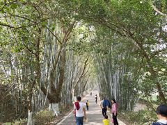 -广东茂名森林公园