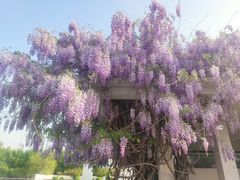 -石家庄市植物园