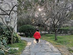 -香雪海