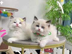 -lincat·猫舍(广州店)