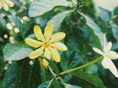 -中国科学院西双版纳热带植物园