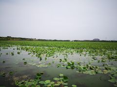 -天津东丽湖风景区
