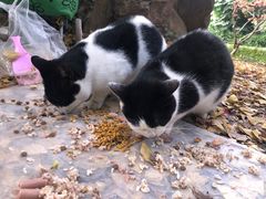 -秋霞圃