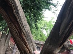 -晋祠公园
