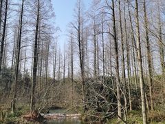 -东平国家森林公园