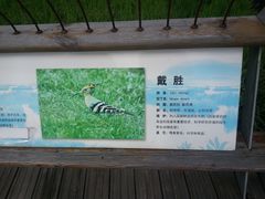 景点-腾冲北海湿地