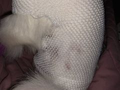 -太原东方动物医院(小店分院)