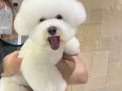 -帕帕拉兹宠物(亚洲旗舰店)