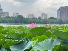 -莲花池公园