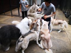 -TrueLove @ Neverland (Husky Cafe)