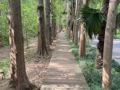-同里国家湿地公园