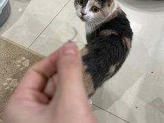 -灵美宠物诊所