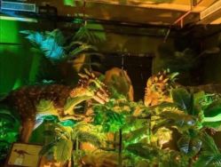 -恐龙探索乐园(磁器口店)