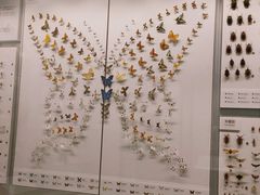 -四川大学博物馆