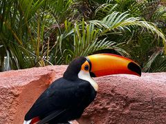 -广州长隆野生动物世界