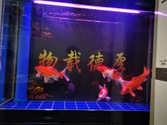 -陈氏大虾(高碑店)