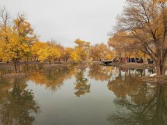 -金塔沙漠胡杨林景区