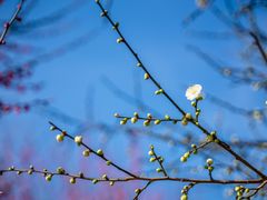 -花开海上生态园