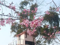 -福建鲤鱼洲酒店