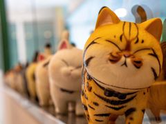 -飞行喵MR PILOT|猫舍·猫咖(静安大融城店)