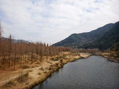 -小芝红树林