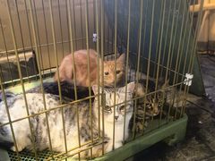 -長壹旋转烤吧 农家鸡火锅